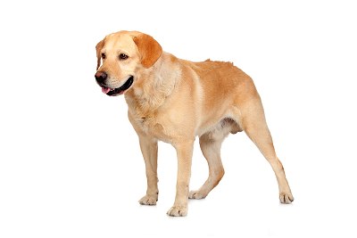 Labrador retriever