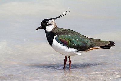 lapwing