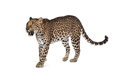 leopard