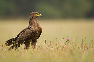 lesser spotted eagle