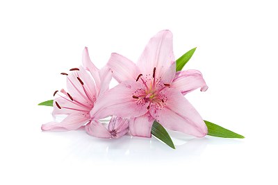 lily
