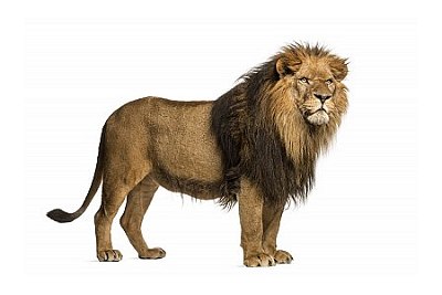 lion