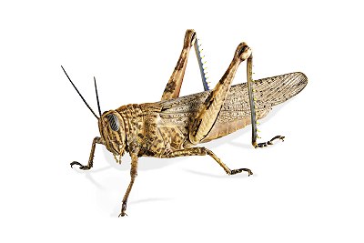 locust