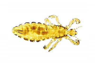 louse