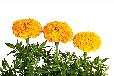 marigold