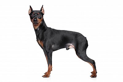 miniature pinscher