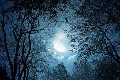 moonlight