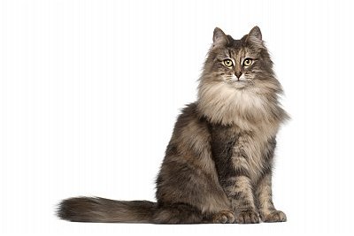 Norwegian Forest cat