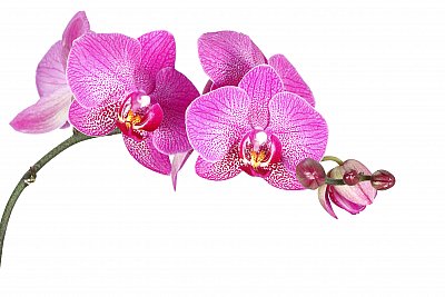 orchid