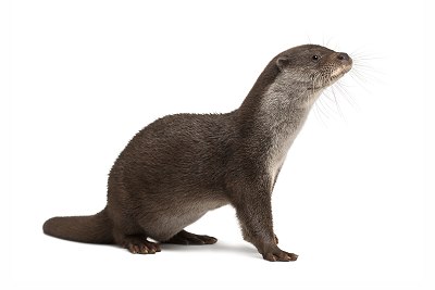 otter