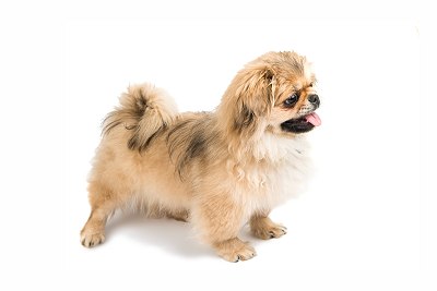 Pekingese