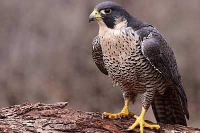 peregrine falcon