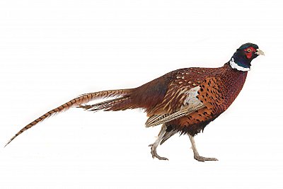 pheasant