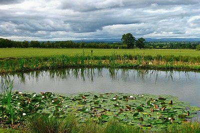 pond