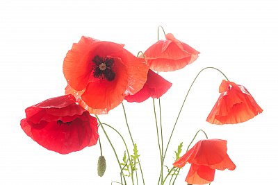 poppy