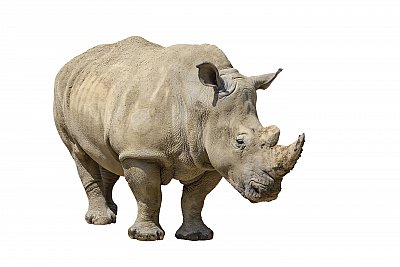 rhinoceros