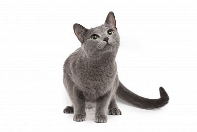 Russian Blue