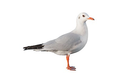 seagull