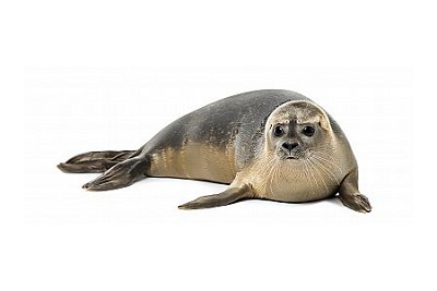 seal