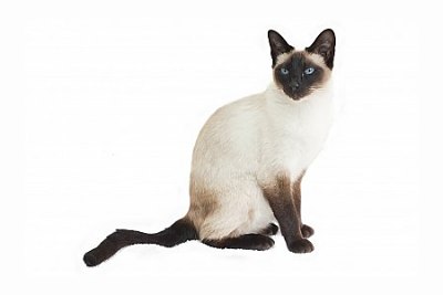 Siamese