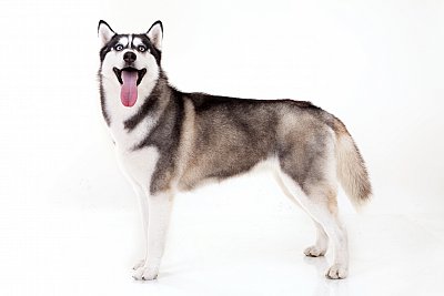 Husky syberyjski