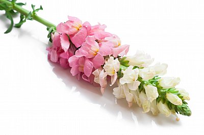 snapdragon