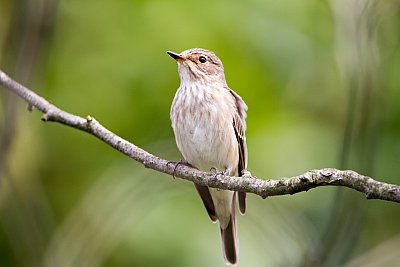 spotted flycatcher