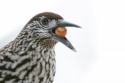 spotted nutcracker