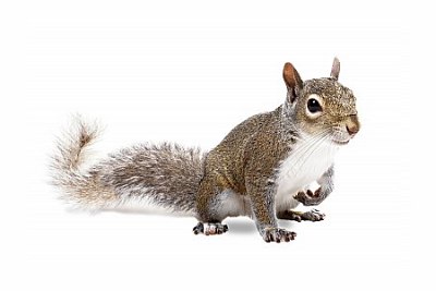 squirrel