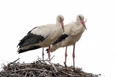 white stork