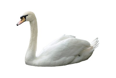 swan