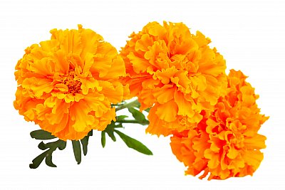tagetes