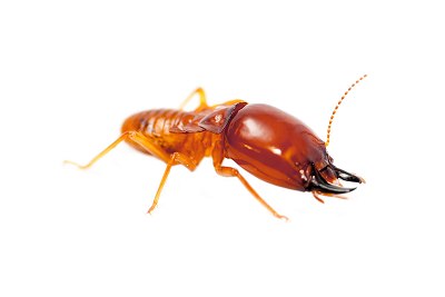 termite