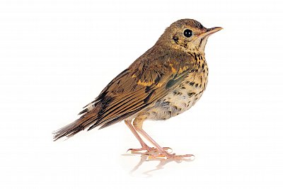 thrush