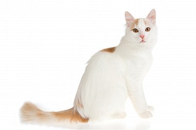 Turkish Van