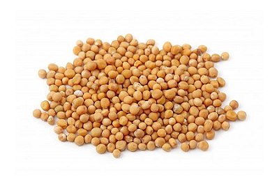 white mustard