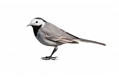 white wagtail