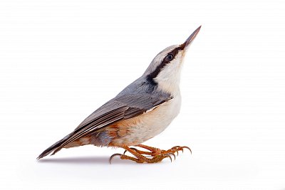 wood nuthatch