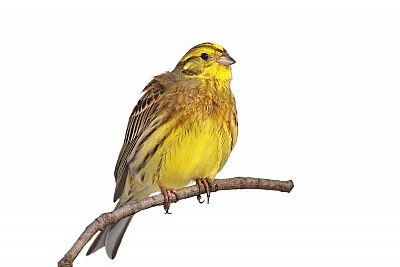 yellowhammer